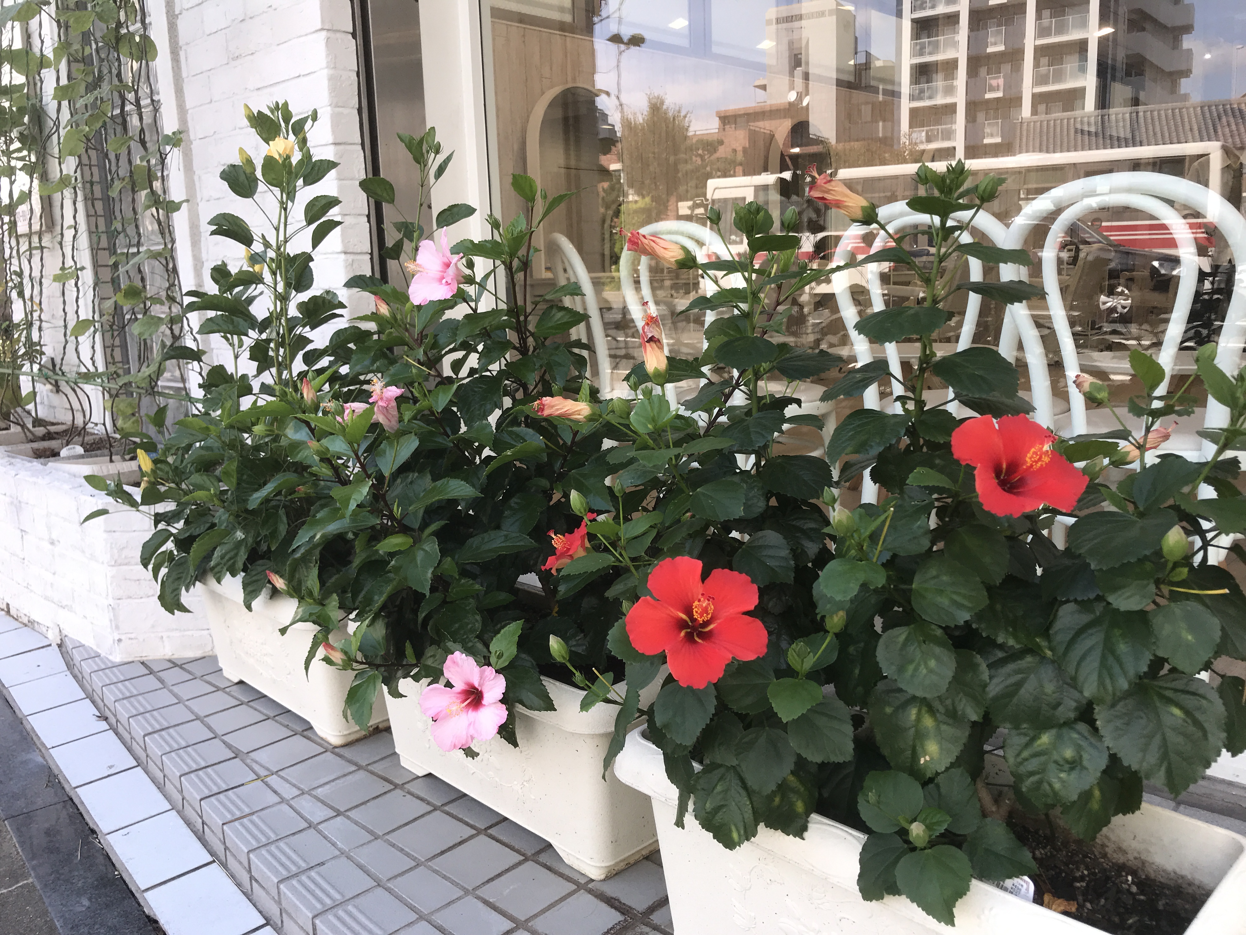 室見店の花壇には いつも季節の花が咲いてます 福岡市の美容室la Luuf ラルーフ